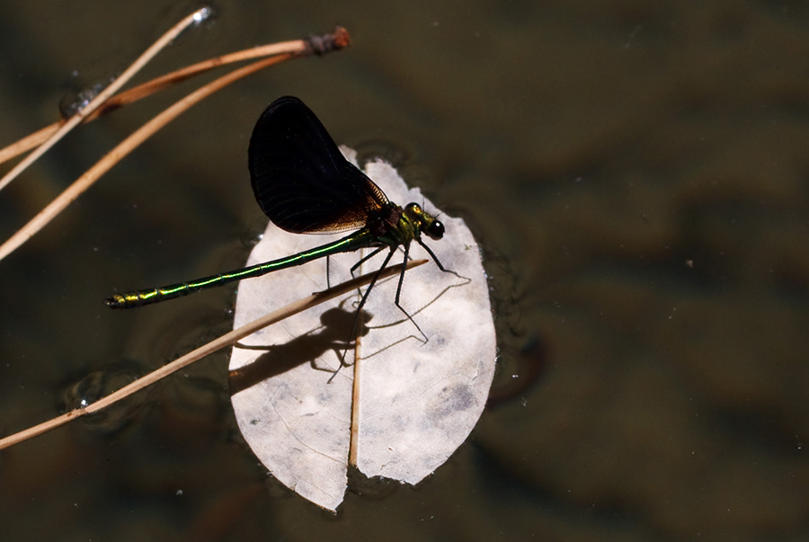 Calopteryx haemorrhoidalis  maschio ssp occasi non adulto?